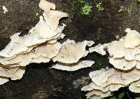 Trametes membranacea image