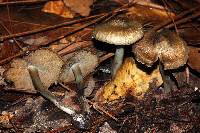 Inocybe corydalina image