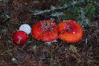 Amanita muscaria subsp. flavivolvata image