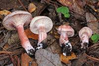 Hygrophorus erubescens image