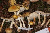 Amanita xylinivolva image