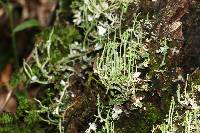 Cladonia ochrochlora image