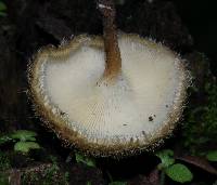 Lentinus bertieri image