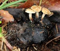 Asterophora lycoperdoides image