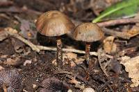 Psilocybe zapotecorum image