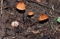 Marasmius siccus image