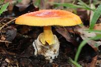 Amanita jacksonii image