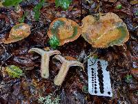 Lactarius rubrilacteus image