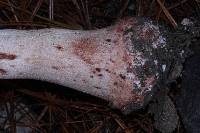 Amanita rubescens image