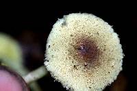 Lepiota trichroma image