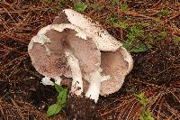 Agaricus subrutilescens image