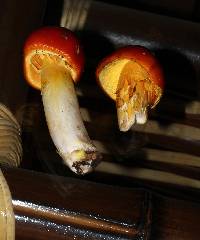 Amanita yema image