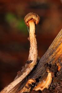 Omphalotus mexicanus image