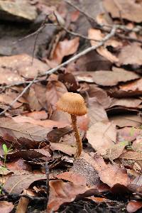 Laccaria nobilis image