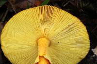 Amanita jacksonii image