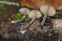 Simocybe centunculus var. centunculus image