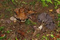 Psilocybe zapotecorum image