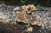 Schizophyllum umbrinum image