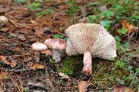 Hygrophorus russula image