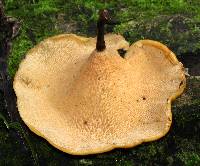 Polyporus varius image