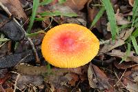 Amanita jacksonii image