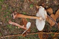 Amanita rubescens image