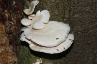 Pleurotus ostreatus image