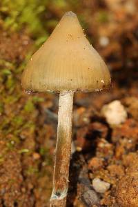 Psilocybe zapotecorum image