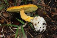 Amanita jacksonii image