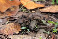 Craterellus cornucopioides image