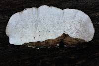 Trametes versicolor image