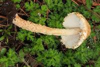 Lepiota magnispora image