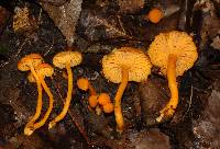 Cantharellus minor image