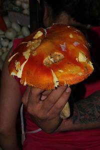 Amanita yema image