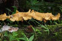 Polyporus varius image