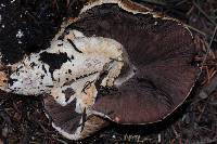 Agaricus augustus image