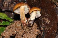 Psilocybe muliercula image