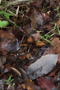 Psilocybe subtropicalis image