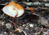 Marasmius cladophyllus image