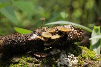 Simocybe centunculus var. centunculus image