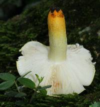 Russula flavida image