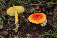 Amanita jacksonii image