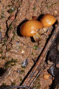 Psilocybe muliercula image