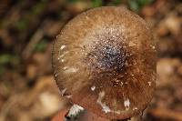 Amanita arocheae image