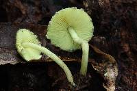 Lepiota trichroma image