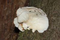 Pleurotus ostreatus image