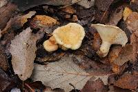 Lactarius maculatipes image