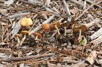 Psilocybe cyanescens image