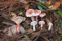 Hygrophorus erubescens image