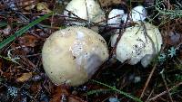 Amanita phalloides image